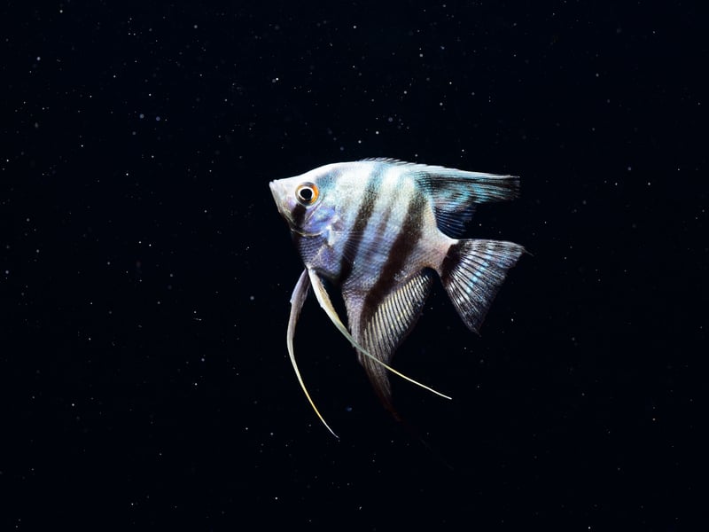 There are three different species of Angelfish that are commonly kept in aquariums, all of which originate from the Amazon and Orinoco Basins of South America. All have similarly long lifespans - living for up to 15 years (although more commonly 10) if cared for properly. 