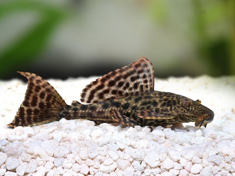 A fish that call South American rivers home, plecos are algae eaters that are a perfect additions to keep your aquarium clean of the green stuff. Be warned though - they grow big so can become too much for small tanks. Give then enough room and a good diet and they'll live for 10-15 years.