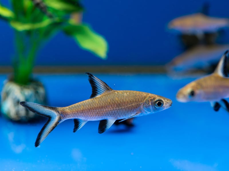 Native to Southeast Asia’s Mekong and Chao Phraya rivers, the Bala Sharks is a peaceful schooling fish that need large and long tanks to live in. Get their accomodation right and they should live for 10-15 years.