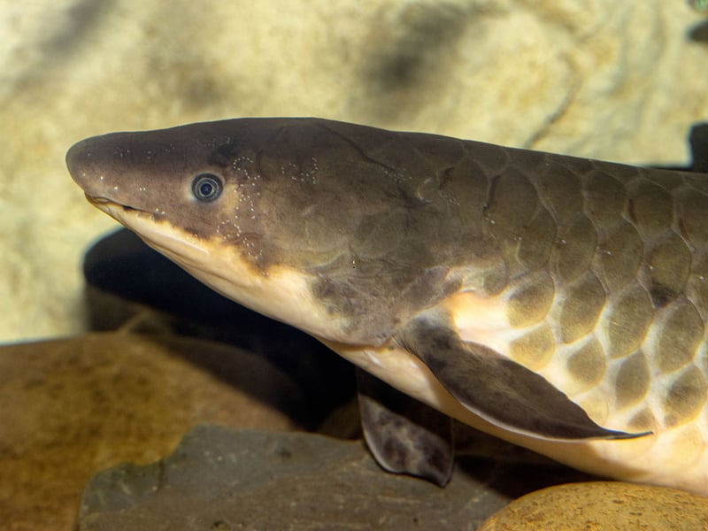 Also known as the Queensland Lungfish, the Australian Lungfish is a remarkable creature in many ways - including that it can survive out of water and that it's been around  for over 380 million year, making it a 'living fossil'. Fascinating, if demanding, pets - they can live for over 100 years.
