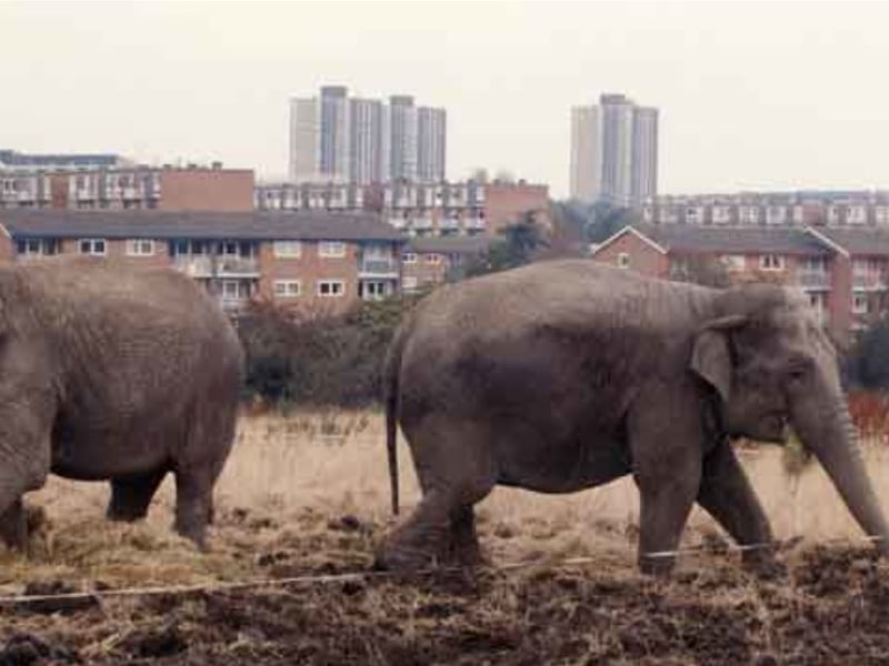 Circus elephants on land near Meadowhead, Sheffield, close to the Nag's Head roundabout, in October 1993
