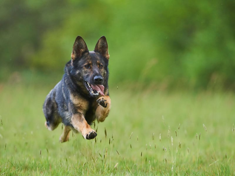 One of the world's most useful dogs, the German Shepherd was originally bred as a herding dog but now is popular for everything from disability assistance and search-and-rescue work, to helping the police hunt criminals and serving in the army. They are also popular companion pets and make great running makes - rated 4.7.