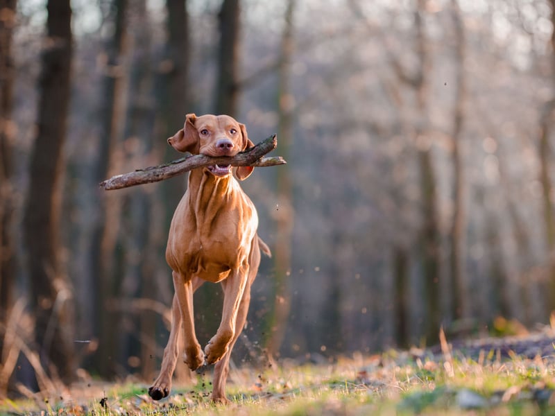 Close behind the Lab, with a score of 4.8 is the Hungarian Vizsla, who are known for their agility and endurance.