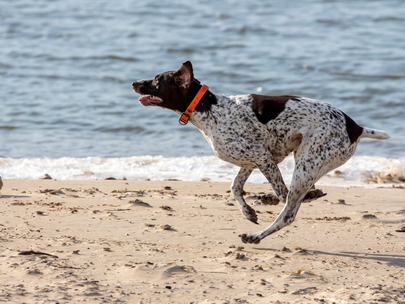Completing the top five canine running mates, also with a score of 4.7, is the German Shorthaired Pointer. It originated in 19th century Germany where it was used as an all-purpose gun dog.
