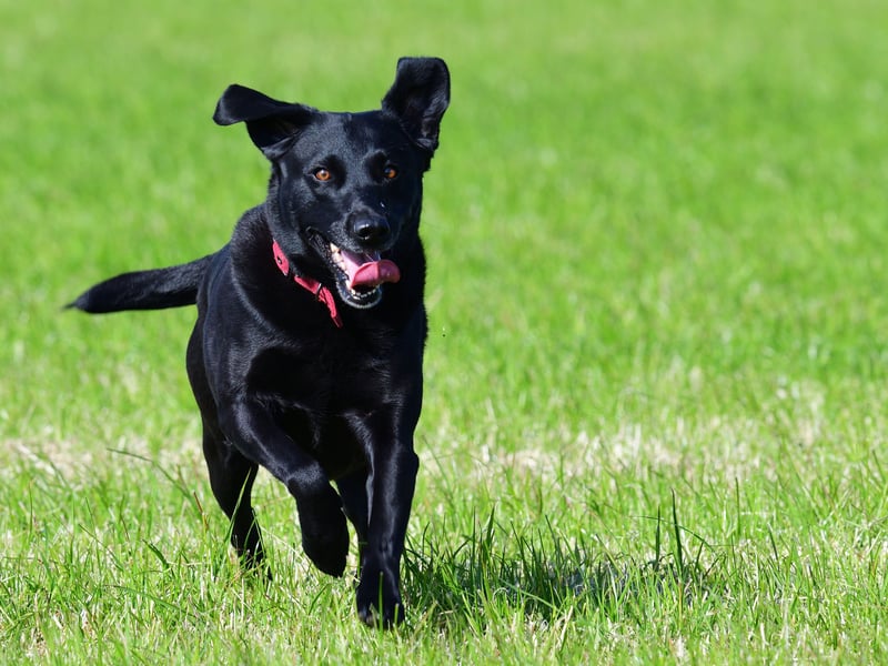 Leading the pack is the Labrador Retriever, with an impressive score of 4.9 out of 5. Known for their friendly nature, intelligence, and boundless energy, Labradors are not only one of the most popular breeds but also one of the most compatible when it comes to logging miles together. 