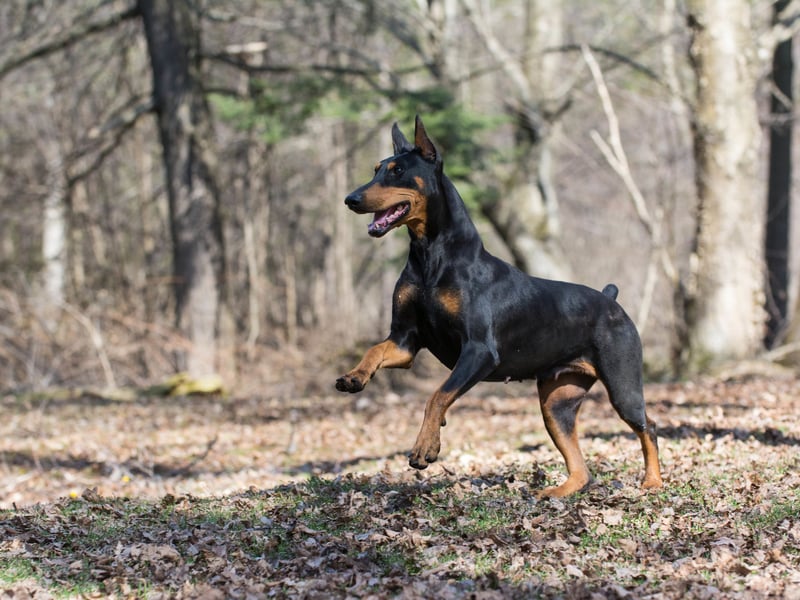 Known to be intelligent, alert and tenaciously loyal, the Doberman Pinscher is also a great running buddy - scoring 4.65. They were first bred by a German tax inspector in around 1890.