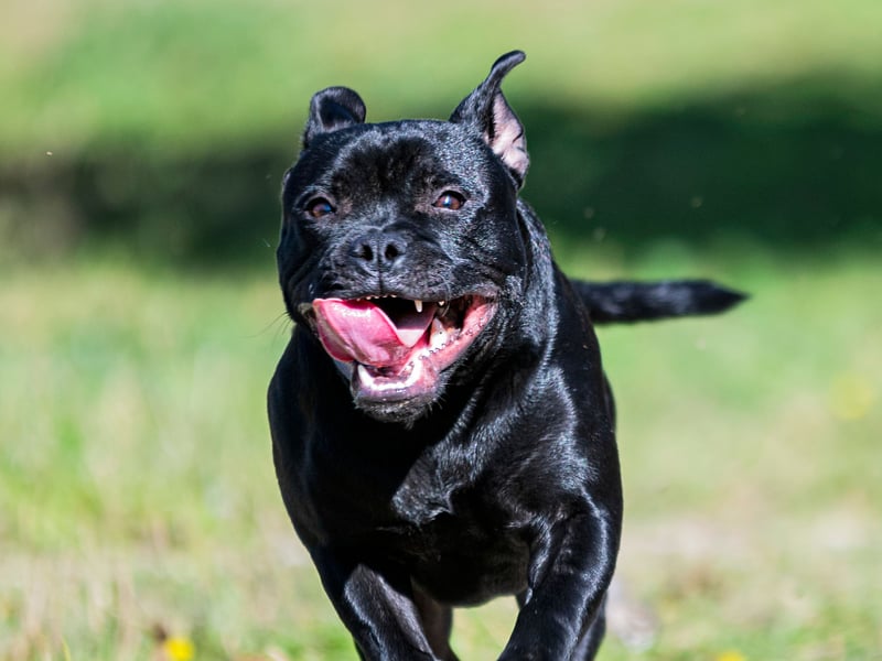 A breed created by crossing Bulldogs with Terriers, the Staffordshire Bull Terrier was first recognised as a purebred dog breed by The Kennel Club in 1935. They are a breed that just loves to run and were scored 4.75 by researchers.