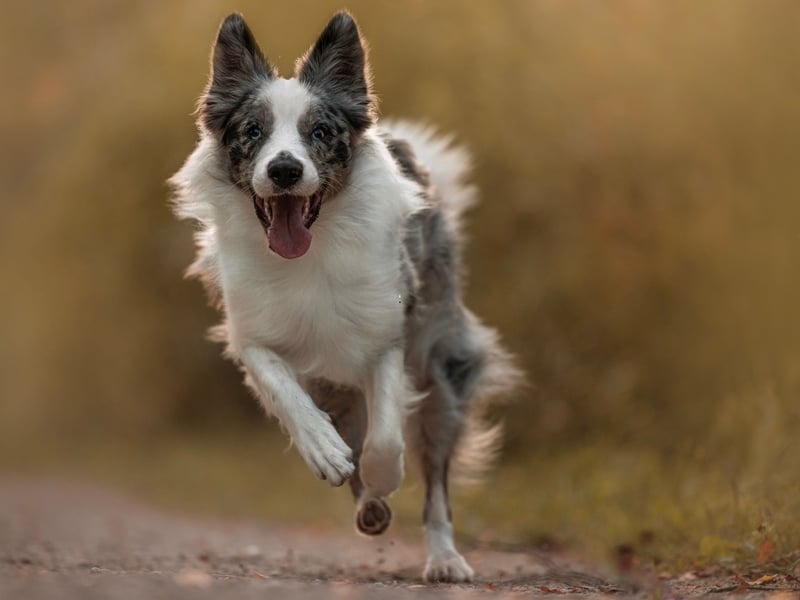 The Border Collie is the world's most intelligent dog and is commonly used to herd sheep. It's no slouch in the running department, coming joint 7th in the research with a rating of 4.6.