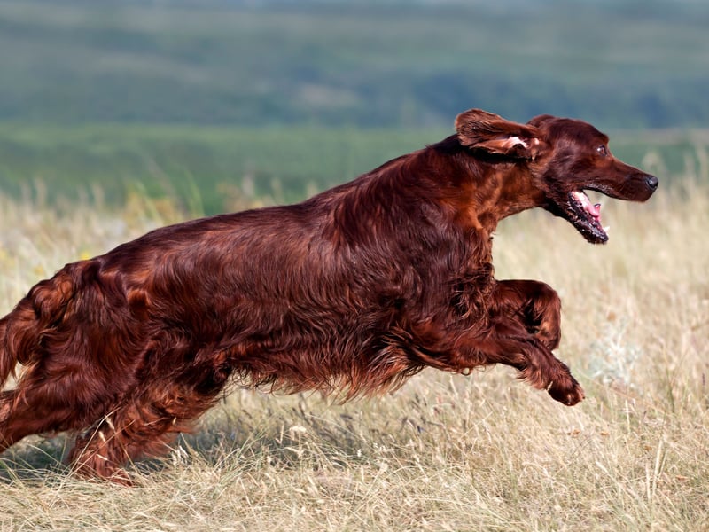 Also with a running rating of 4.6 is the Irish Setter. References to the breed have been found dating back to as long ago as 1570.