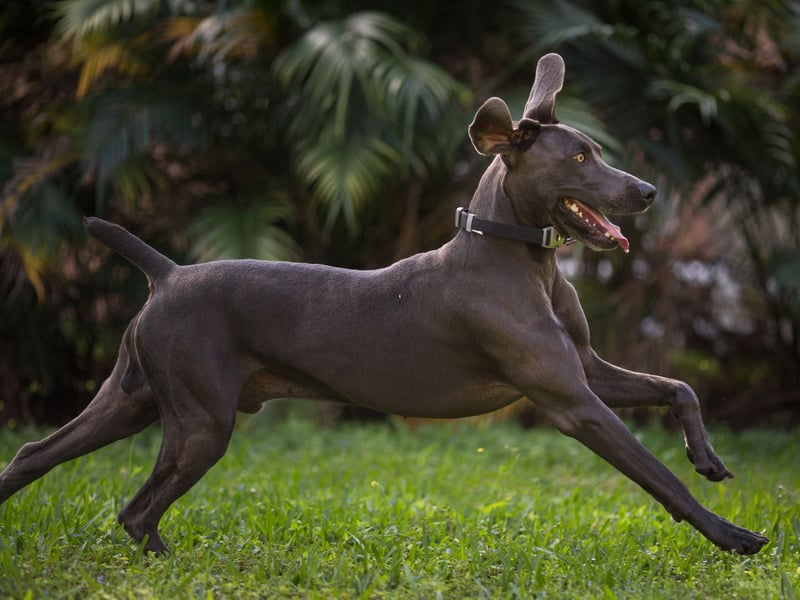Yet another German gun dog breed, the Weimaraner is known for its speed - you'll be doing well to keep up with them. They have a running buddy rating of 4.6.
