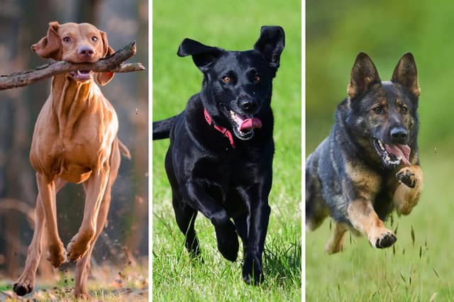 Three of the best dog breeds to run with.
