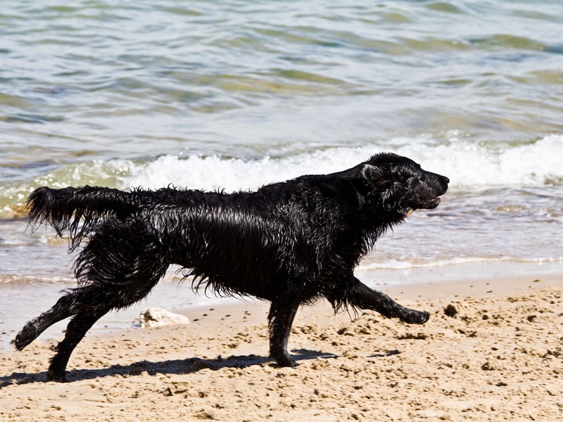 Two dogs share 10th spot for the best four-legged friends to run with, having scored a rating of 4.5. They were first bred in Scotland to hunt game birds.