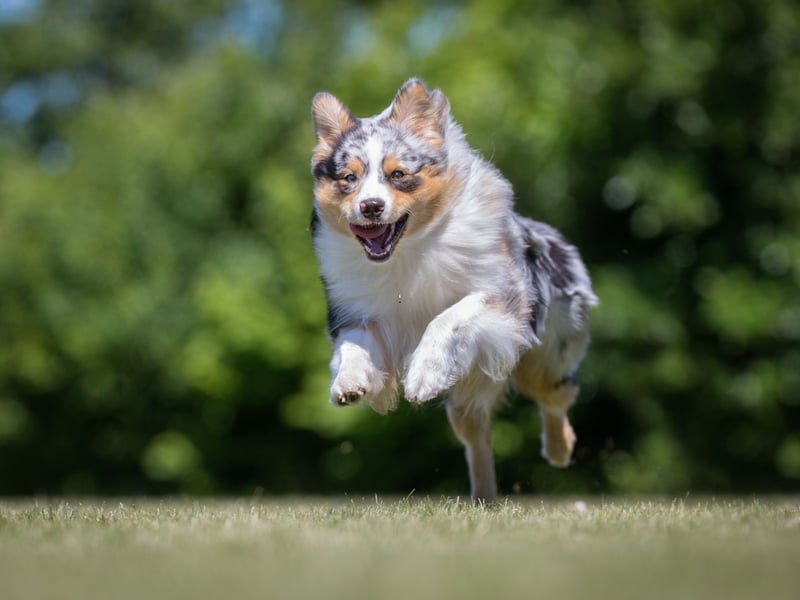 Completing our list, with a score of 4.5, is the Australian Shepherd. A dog used to herd livestock, despite the name they don't actually come from Australia, having first been bred in California.