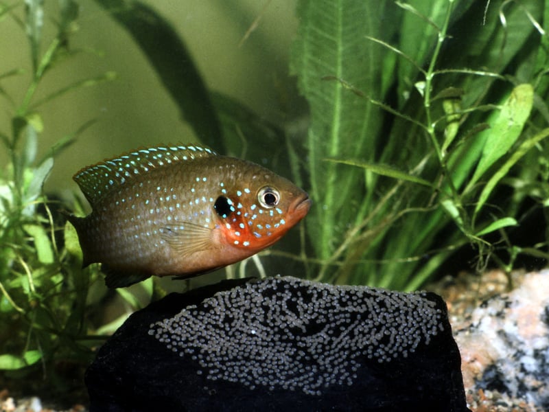 While they come in a variety of colours, the most familiar Jewel Cichlid is the spotty orange type. You'll need a tank of at least 40 gallons to keep them and, like most Chichlids, they are quite aggressive - so be careful who you choose as tankmates (other Cichlids being the safest option).