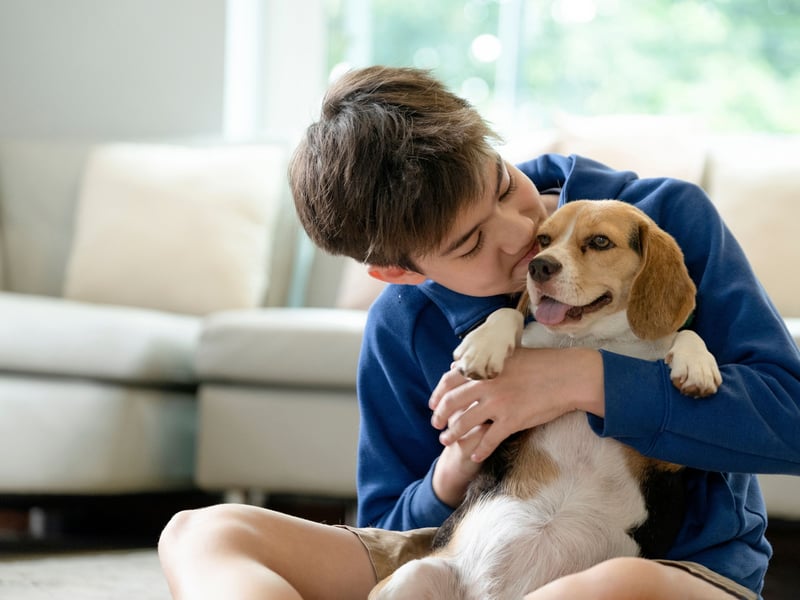 A more compact size family hound, Beagles tend to get on very well with children and love to play. 