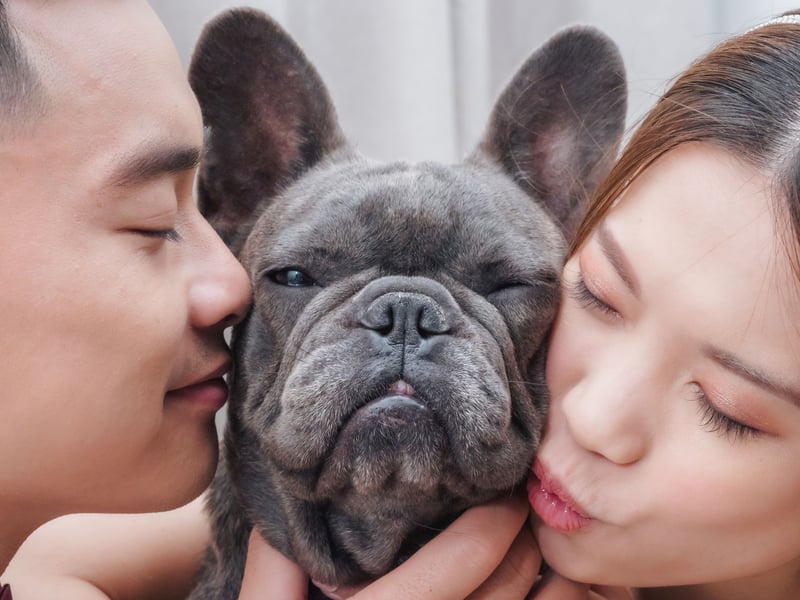 The second most popular dog in the UK, the French Bulldog, is also one of the best for families. They are playful, smart, cuddly, adaptable, and don't need a huge amount of exercise. 
