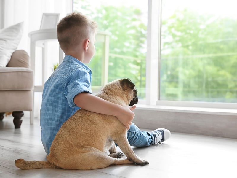 Pugs are known to have a special affinity with children and are likely to become best buddies with the youngest member of the family within a wag of a tail. They are eager to please, easy to train, and very loving. 