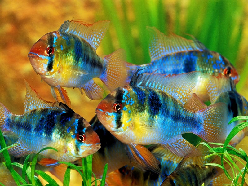The stunning German Blue Ram is native to Venezuela and Colombia and has iridescent blue scales, a yellow body, and red accents. The dwarf cichlid flaunts is peaceful, though sensitive to water quality and prefers warmer tanks.