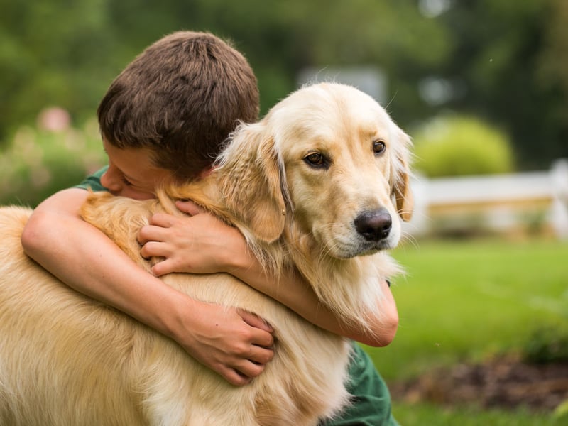 Another gundog famed for its placid nature, intelligence and good humour, the Golden Retriever is a perfect family pooch. 