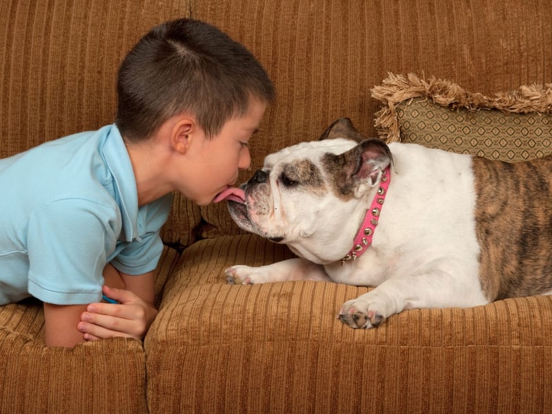 They may sometimes look a little grumpy due to their distinctive wrinkles, but the adaptable Bulldog's calm and relaxed nature makes it a perfect choice for families with young children. 