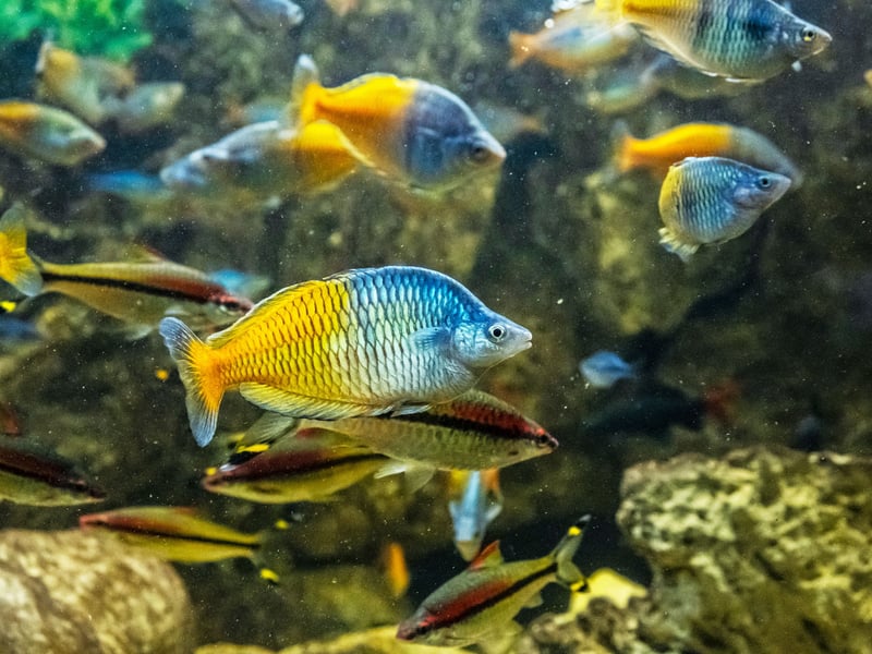 Native to the lakes of Indonesia, Boeseman's Rainbowfish is famous for its stunning gradiated colouration, progressing from a metallic blue front half to a golden-yellow back. A peaceful fish, they thrive in community aquariums.