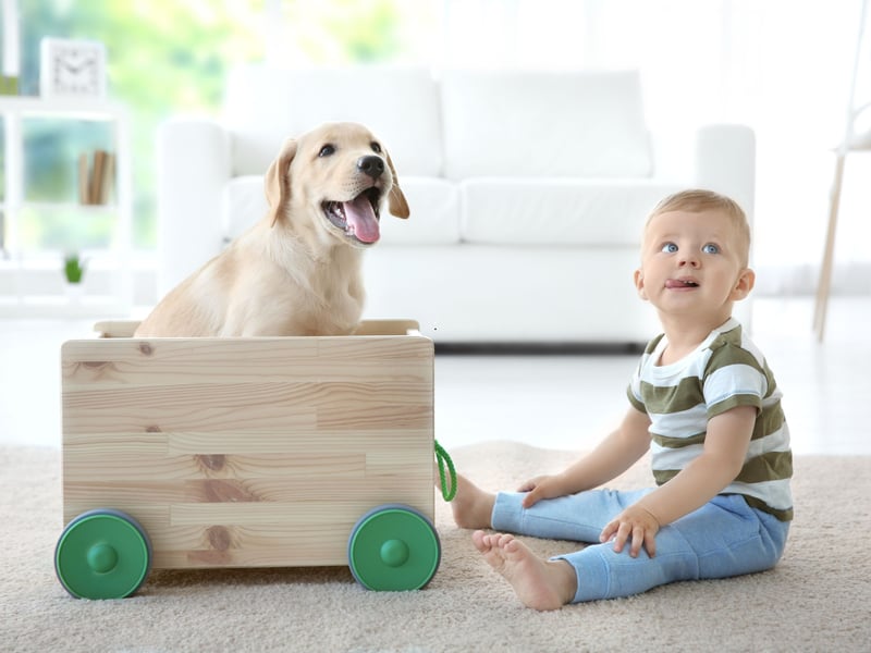 Not content with just being the most popular dog in the UK, the Labrador Retriever is also the most child-friendly - thanks to their friendly, loving and outgoing nature. 