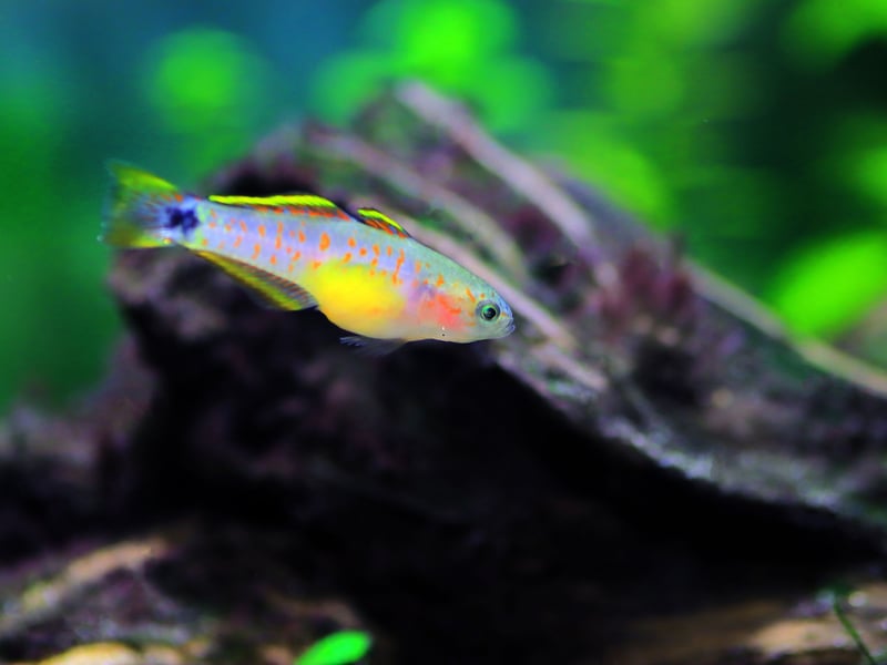 Found in Papua New Guinea, the Peacock Gudgeon have electric blue bodies with red speckles and yellow underbellies - they certainly stand out! They are a chilled fish breed perfect for planted nano aquariums.