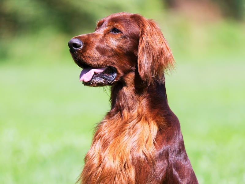 The noble-looking Irish Setter is an outgoing and sweet-natured breed that loves big long walks and plenty of cuddles from the younger members of the family. 
