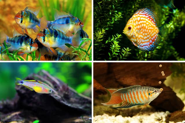 Some of the world's most colourful tropical fish.