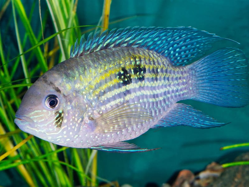 The Blue Acara is a dazzling fish that shines a stunning electric blue under aquarium lights. One of the most non-aggressive species of cichlid, they come from South America and are suitable for community tanks.