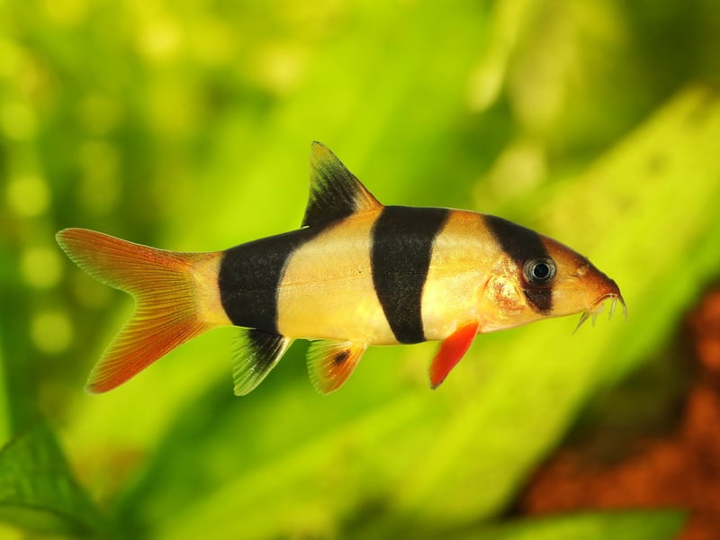 Originating on the Indonesian islands of Sumatra and Borneo, the Clown Loach is a popular aquarium fish thanks to its distinctive tiger-like orange-and-black stripes. They are highly sociable and commonly enjoy playing with other fish.