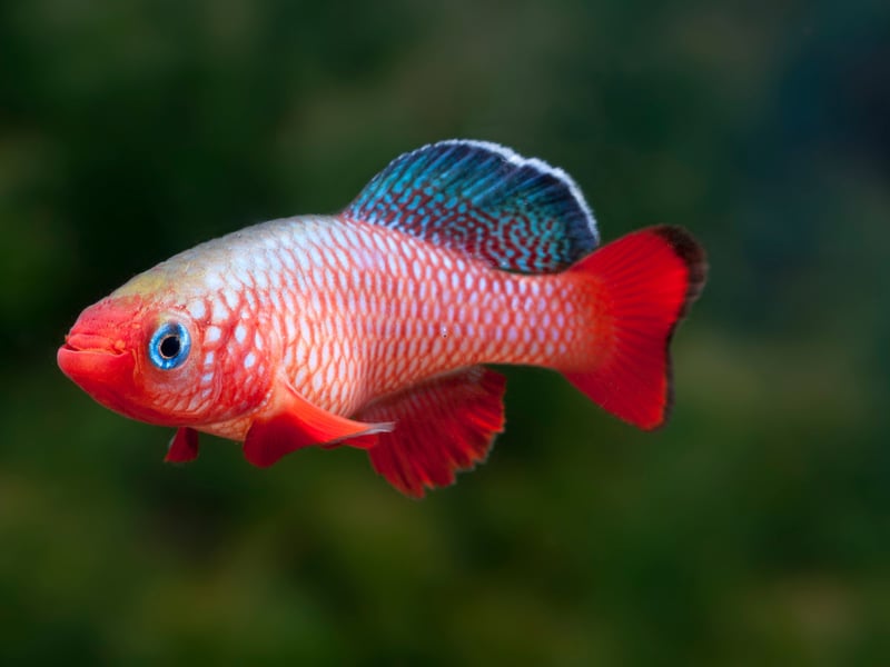 Killifish are small, brightly colored fish that display intricate patterns in shades of blue, red, yellow, and orange. Mainly found in the Americas, Killifish is the name for a number of related species of a fish - around 1,270 in total, each with its own distinctive colour pallete. A peaceful breed, they do like to jump out of the water - so make sure to keep your aquarium lid on.