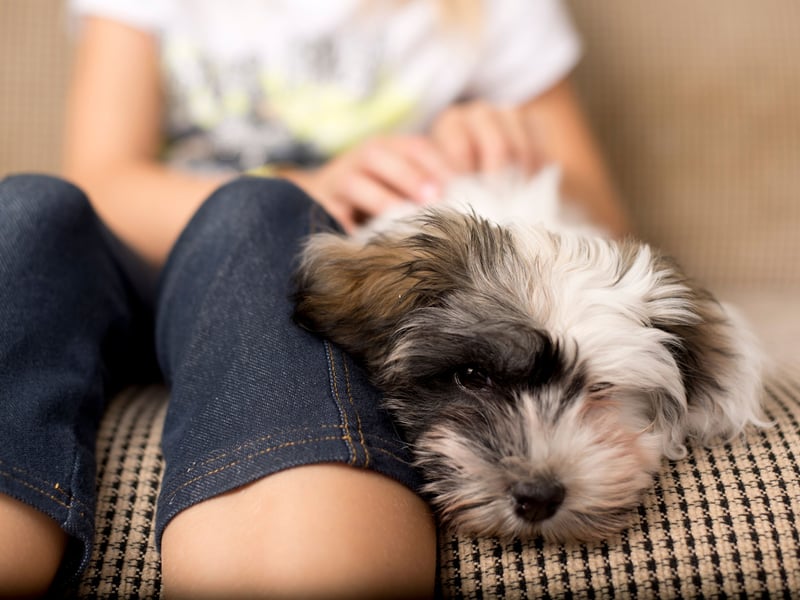 A friendly and hugely adaptable breed, Havanese dogs are one of the best small breeds for young families. They love playtime and snuggling and are all about getting lots of attention.