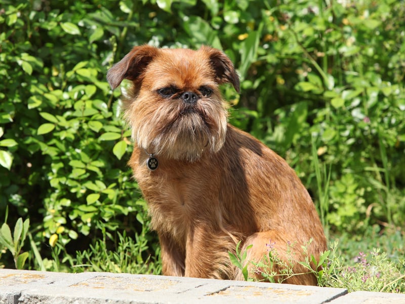 Ideal for families with less room at home, the Brussels Griffon is a small, child-friendly breed with a great sense of humour and happy to live in a flat. 