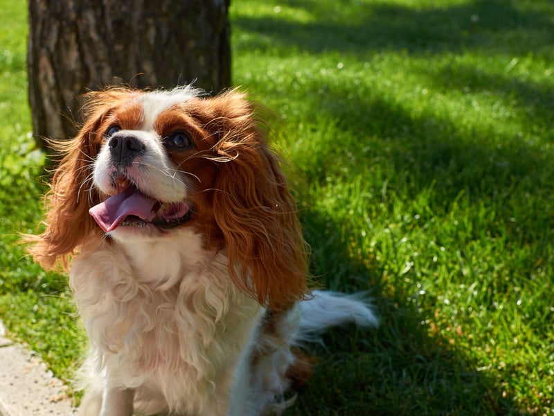Sweet and affectionate, Cavalier King Charles Spaniel is a small breed ideal for families seeking a calm yet playful companion. Cavaliers are ever-so gentle with kids and thrive on cuddles and companionship. This is a dog that will feel like a sibling to your children. 