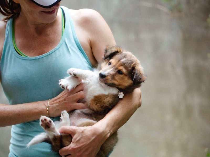 Shelties, as most Shetland Sheepdog owners call them, are gentle, affectionate, and incredibly intelligent - the perfect combination when it come to getting on spectacularly with kids. They are loyal and very responsive to training - your child will be teaching them tricks in no time.