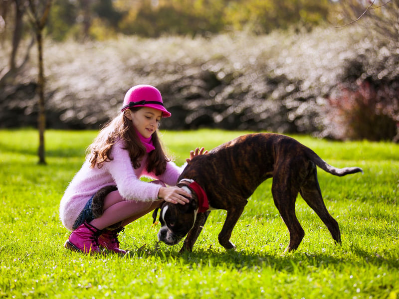 Energetic and loving, Boxers are natural protectors who adore children. Their goofy personalities and loyalty make them super-fun family members, and they’re always up for active play with pretty much anybody. 