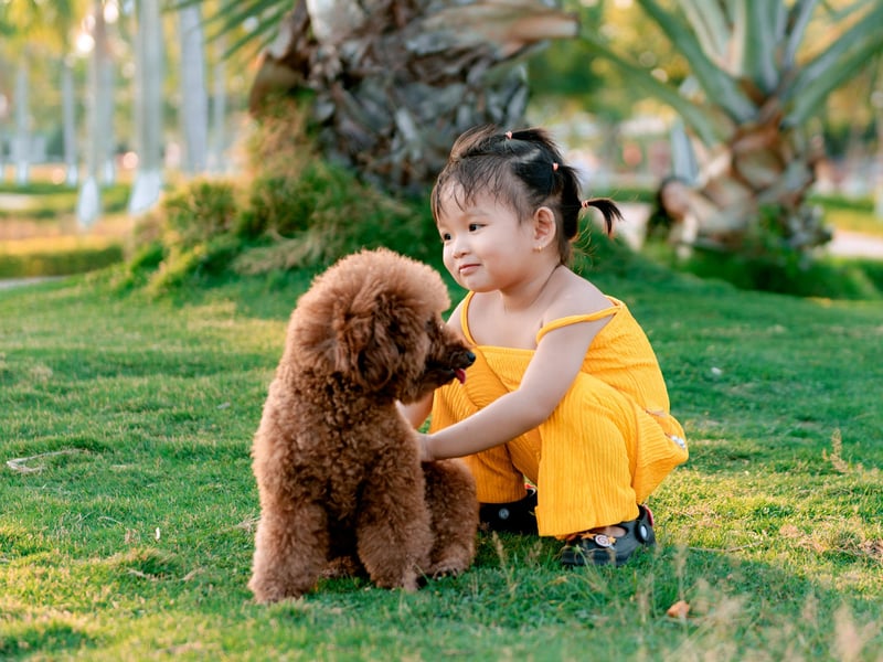 Intelligent, hypoallergenic, and versatile, Poodles adapt well to family life. They’re gentle with children, easy to train, and available in three different sizes - standard, miniature and toy - to match the size of your home and how active your lifestyle is. 