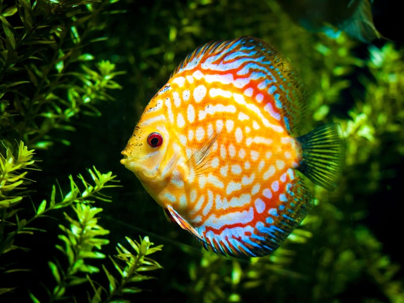 Also known as the Pompadour Fish, the Discus is a native of the Amazon River in Brazil and is highly sought after by aquariasts due to the dazzling array of colours different fish exhibit - from vivid orange to metallic turqouise. Rarer colours can go for eye-watering sums of money. There's an entire industry in Thailand dedicated to breeding these calm fish many consider to be the most beautiful of all species. 