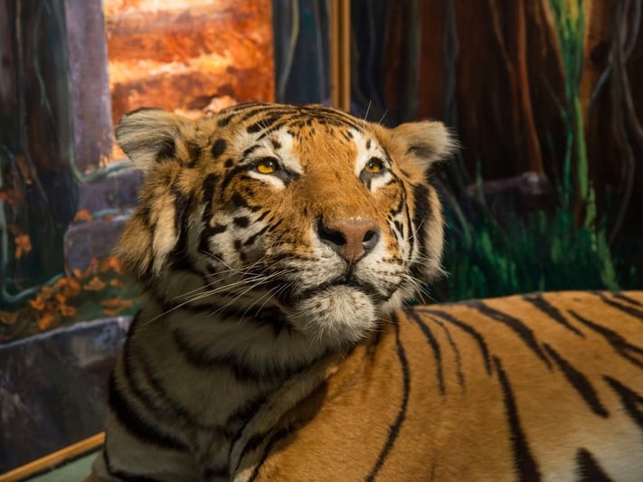Open to the public, the University of Aberdeen's Zoology Museum is the only large, international exhibition of zoological specimens in the north of Scotland. Entry is free, with a number of self-guided activities for visitors such as the Minecraft Marine Trail for the summer in celebration of the city-wide Festival of the Sea.