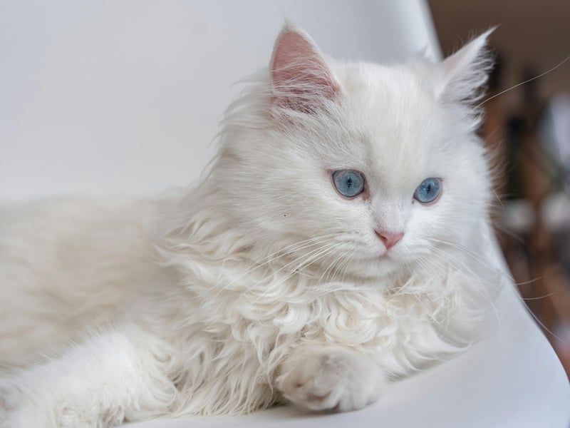 The Persian is a cat that is as cuddly as it looks - and that is 'very'. The bonus with these kitties is that they are incredibly lazy, so when they curl up on your lap they are probably there for the long run. Unfortunately, in common with other breeds with 'flat faces' they can suffer from Brachycephalic Obstructive Airway Syndrome (BOAS) which results in breathing and feeding problems.