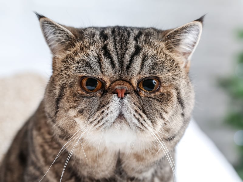 Sometimes known as the “lazy cat lover's Persian” the Exotic Shorthair is a breed of cat known for being sweet, calm, and very cuddly. They love lounging near - or on - their owers and being petted, making them great companions for relaxed homes. These cats can sleep!