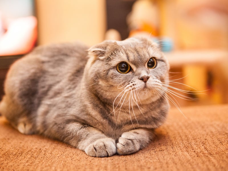 Taylor Swift's favourite breed of cat is named after its distictive 'folded' ears caused by a genetic mutation. This is a feline that is so affectionate that it really doesn't like being left alone - preferring to be curled up on or against its beloved owner at all times. If you want a cat that you can leave in the house while you go out to work, this probably isn't the breed for you. Prospective owners should also be aware that due to the selective breeding this cat is prone to Osteochondrodysplasia (Scottish Fold Disease), causing abnormal bone growth and skeletal deformities, arthritis and severe pain.