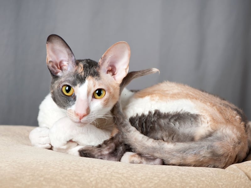The Cornish Rex is generally a pretty active character - with lots of evergy. When they've had their fill of adventure though, they like nothing else than to curl up on your lap and have their soft, wavy coat stroked.
