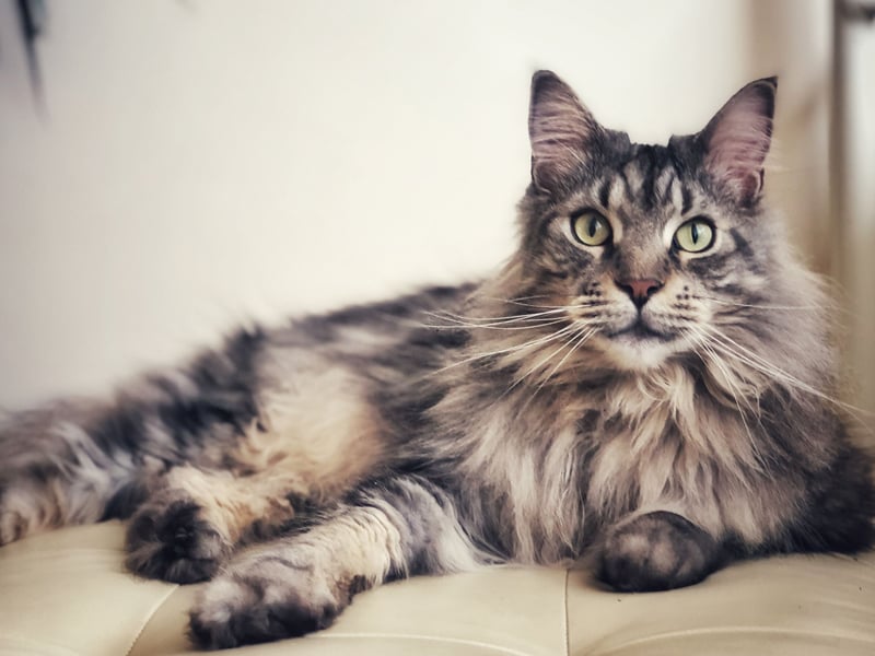 Native to America, where they are the one of the oldest breeds of domesticated cat, the Maine Coon is known to be a real gentle giant. This is a big cat with a satisfyingly dense coat - the perfect combination for a cuddle and their high levels of affection mean that they rarely refuse.