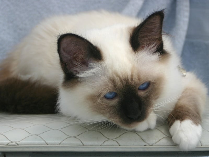 Birmans are gentle and loving lap cats that form deep connections with their entirely families. That means they'll be equally cuddly with both adults and children - and even fellow household pets.