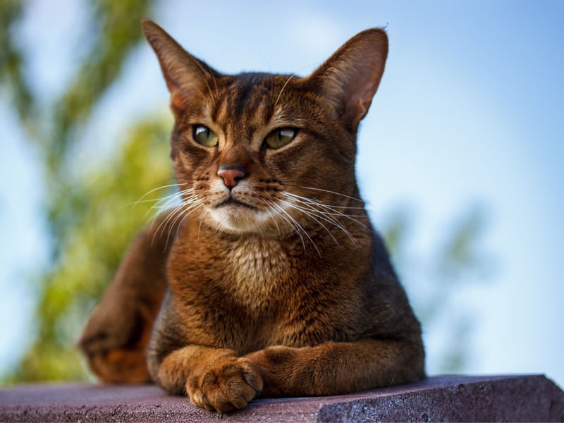 You've head of velcro dogs? Now meet a velcro cat. The adorable Abyssinian is the breed least likely to let you go to the toilet by yourself. Their owner must be protected at all times!