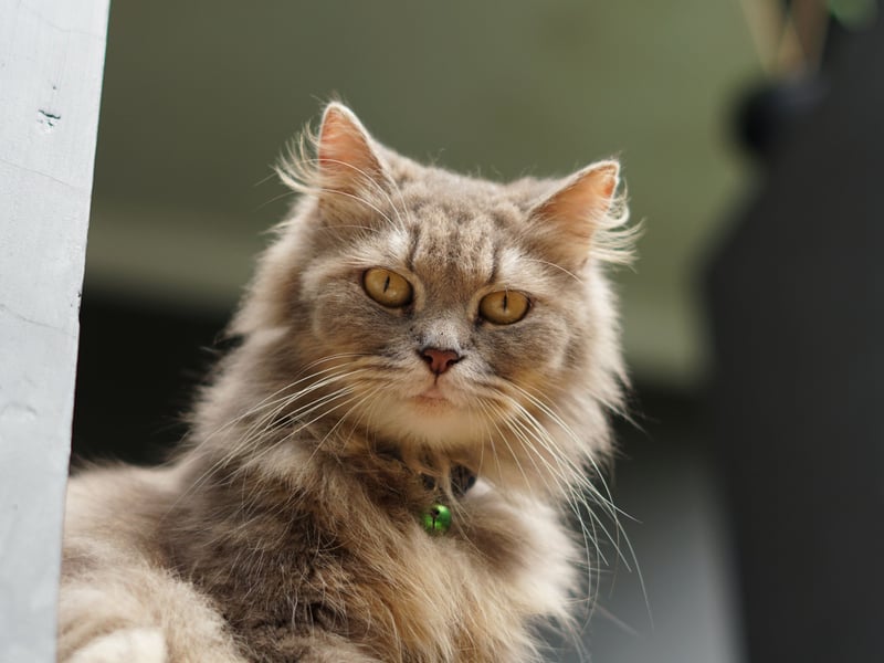 Ragamuffins are calm, sweet-natured cats that adore cuddling and being held when they have a catnap. Their patient temperament and affectionate behavior make them ideal for children, seniors, and multi-pet homes.