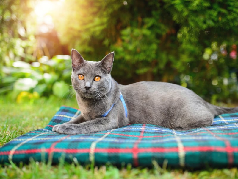 A rare French cat breed seldom seen in the UK, the Chartreux is known for imprinting on their owners quickly, becoming a loyal and loving pet pretty much from the off. They are also very curious, so expect to find them in some 'interesting' situations. 