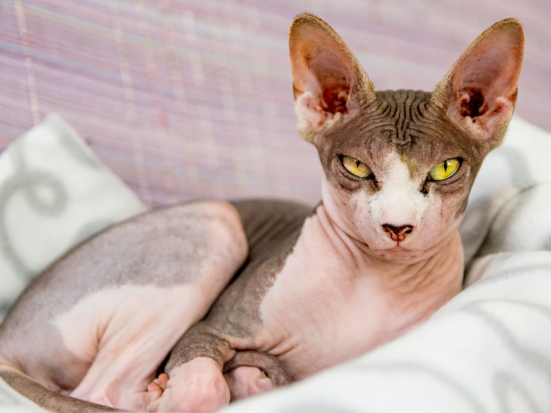 The fact that the Sphynx doesn't have any hair means it can get a bit chilly - and its owner's body heat is just the ticket for it to warm up. That means there will always be cuddles. Plus this breed of cat just naturally loves snuggles - and play - even if it's warm enough, so expect plenty of purrs at the same time. These are seriously loving cats. Sadly, there are also issues with having no hair, with these cats predisposed to skin problems and sunburn.